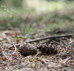 pine cone