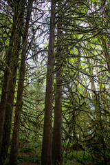 trees in the woods