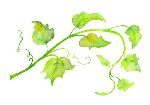 pumpkin vines leaves and curls in autumn or halloween design element, cute autumn garden plant illustration