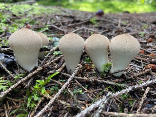 mushrooms in the forest