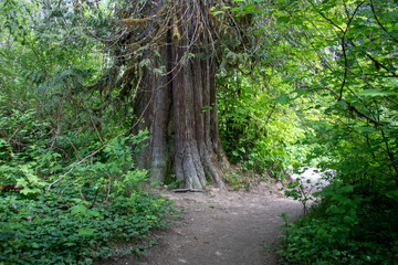 path in the forest