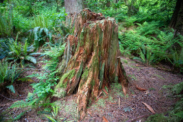 Stump in forest