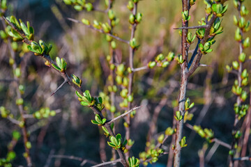 brown branches of a bush plant with buds green sprouts with leaves and long sharp thorns against the background of spring nature in the light of the sun