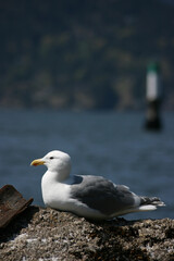 seagull on a rock