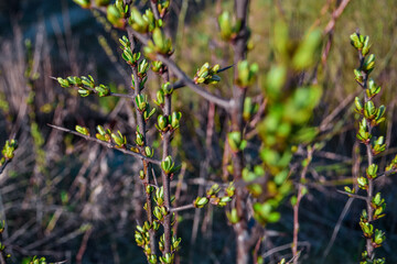 brown branches of a bush plant with green buds sprouts with leaves and long sharp thorns against the background of spring nature in light of sun