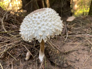 mushroom in the forest