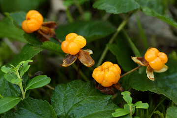 Ripe cloudberry in nature (Rubus chamaemorus)