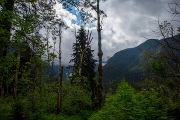 clouds over the forest