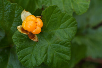 Ripe cloudberry in nature (Rubus chamaemorus)