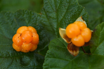 Ripe cloudberry in nature (Rubus chamaemorus)