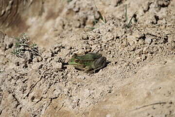 A specimen of Iberian waterfrog or Iberian green frog (Pelophylax perezi), a species of frog in the family Ranidae. It is native to southern France, Portugal, Spain.