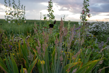 flowers in the field