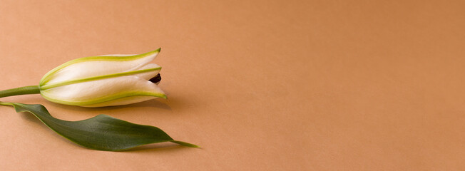 Brown banner with lily flower. Copy space