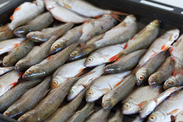 Baking tray with river fish before drying in the oven. The fish lies in rows, shot close-up.