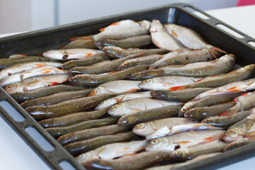 Baking tray with river fish before drying in the oven. The fish lies in rows, shot close-up.