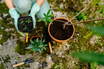 Close up of hands unercognasible woman with tree pots different grow oleander pot in backyard...