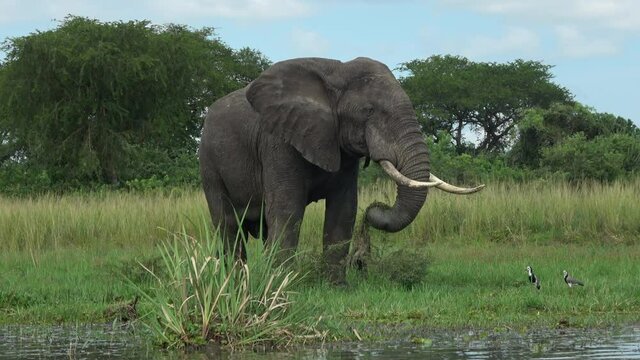 African savanna elephant (Loxodonta africana) foraging	