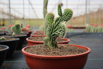 Plantação e cultivo de várias espécies de cactos.