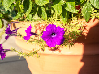 purple flowers and green leaves
