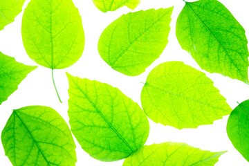 green leaves on a white background, photo in the light
