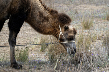 A cut-off image of a camel biting off dry grass. The camel is wearing a halter and is tethered. Side view.