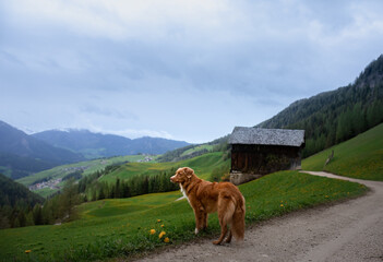 dog in the mountains. Nova Scotia Duck Tolling Retriever on nature