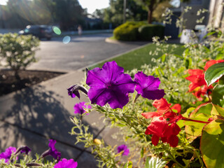 purple flowers and green leaves
