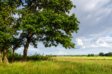 Pełnia lata w Dolinie Narwi. Piękno Podlaskiej przyrody, Polska © podlaski49