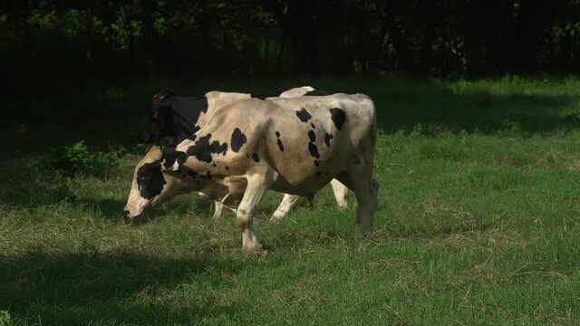 MILK COWS IN A FARM