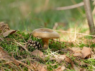 Kahler Krempling wächst auf kleiner Lichtung, der Herbst ist da