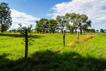 Pełnia lata w Dolinie Narwi. Piękno Podlaskiej przyrody, Polska © podlaski49