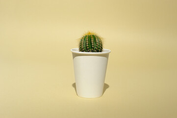 Succulent  cactus in the paper pot  on the light yellow  background.