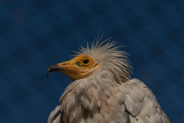 Vulture in cage with blue sky and yellow head in sunny summer morning