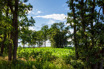Pełnia lata w Dolinie Narwi. Piękno Podlaskiej przyrody, Polska © podlaski49
