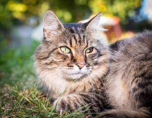 portrait of green eyes funny cat