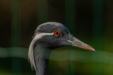 Grus virgo bird head with color eye and long beak in summer sunny morning