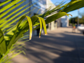green leaves and ivy