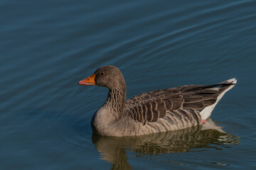 Duck on south Bohemia pond near Hluboka nad Vltavou town