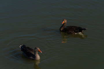 Duck on south Bohemia pond near Hluboka nad Vltavou town