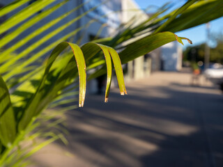 green leaves and ivy