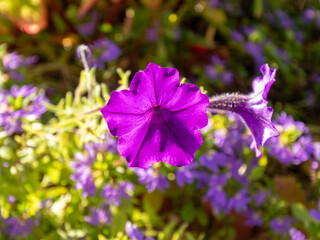 flowers for backgrounds