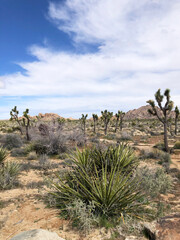 Joshua trees in desert landscape of Joshua Tree National Park, California, USA