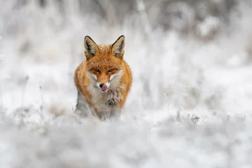 Fotobehang Red fox, vulpes vulpes, hunting on meadow in wintertime nature. Wild predator licking its mouth with pink tongue and staring into camera. Orange beast going forward on snowy field with copy space. © WildMedia