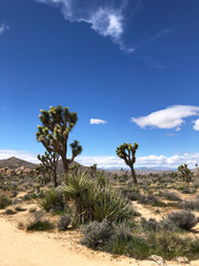 Joshua trees in desert landscape with mountains in Joshua Tree National Park, California, USA