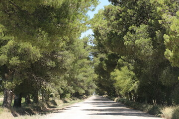 camino entre los pinos