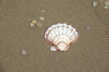 Muschel an einem Strand