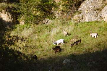 free-roaming herd of goats, Capra aegagrus, walking and grazing on a steep mountain slope and ledge with common broom blooming