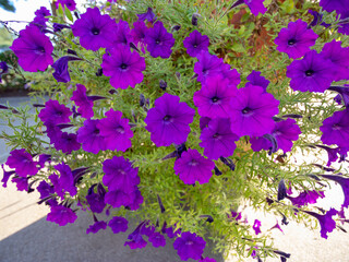 flowers for backgrounds