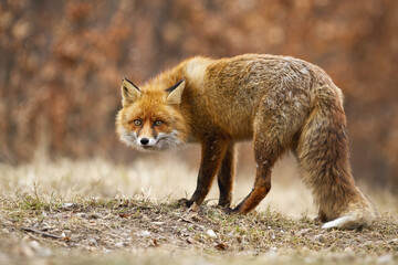 Stealth red fox, vulpes vulpes, sneaking on meadow in autumn nature. Orange alert animal looking to...