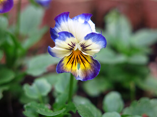 pansies violet blooms in the garden in summer